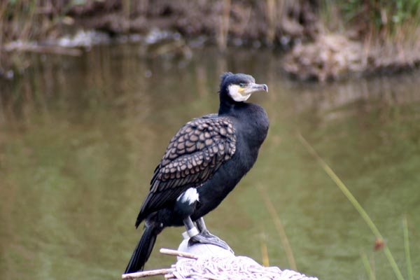 Kormoran